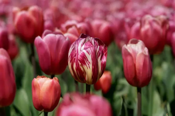 Tulip Top Gardens (32)